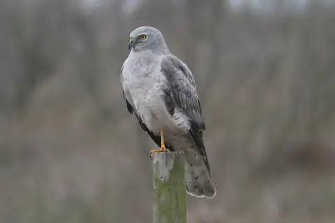 Northern Harrier