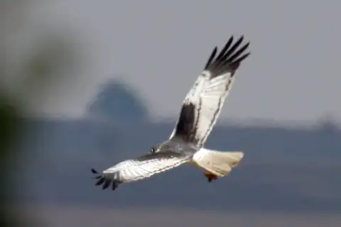Malagasy Harrier
