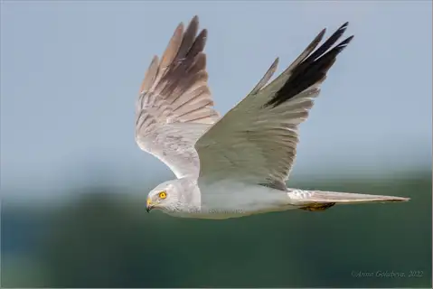 Pallid Harrier
