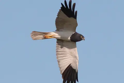 Pied Harrier
