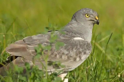 Montagu's Harrier