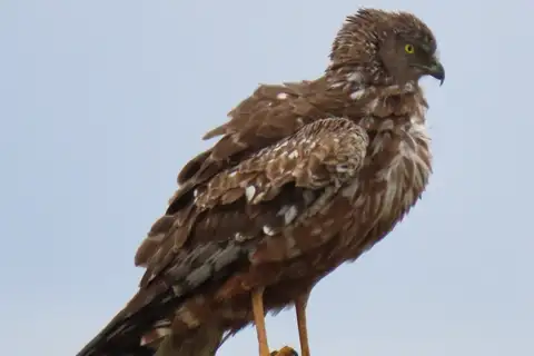 African Marsh Harrier