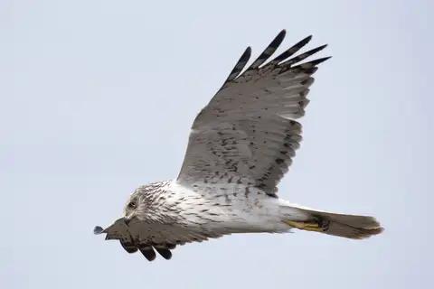 Eastern Marsh Harrier