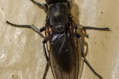 Alkali Fly