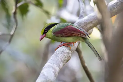 Indochinese Green Magpie