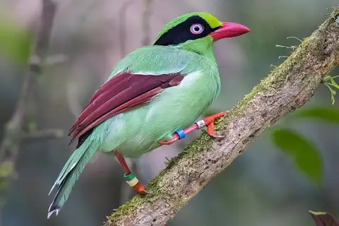 Bornean Green Magpie