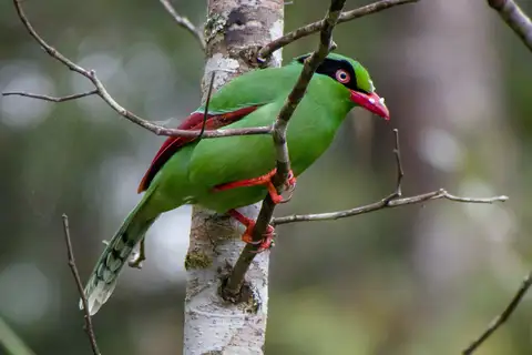 Javan Green Magpie