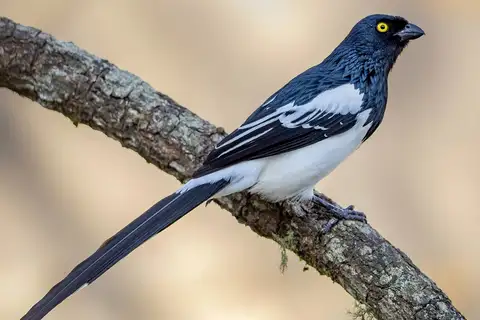 Magpie Tanager