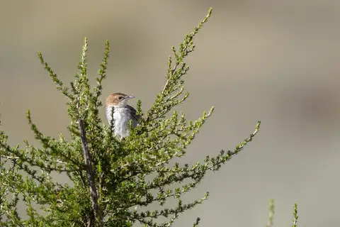 Aberdare Cisticola