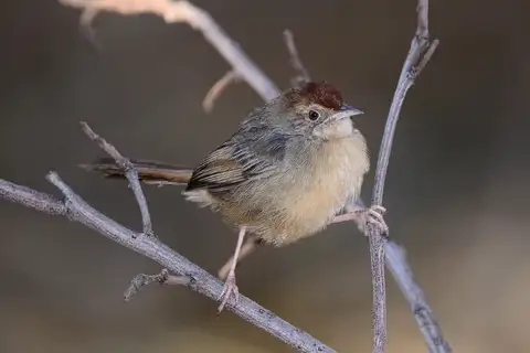 Rock-loving Cisticola