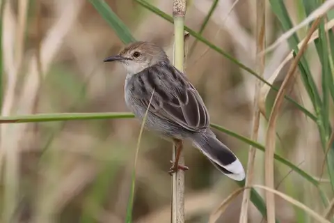 White-tailed Cisticola