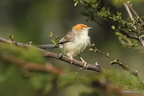Long-tailed Cisticola