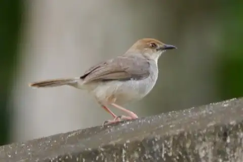 Chattering Cisticola