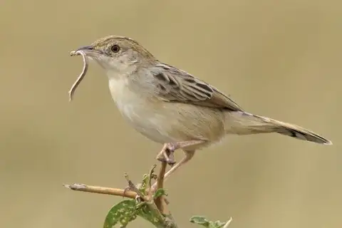 Desert Cisticola