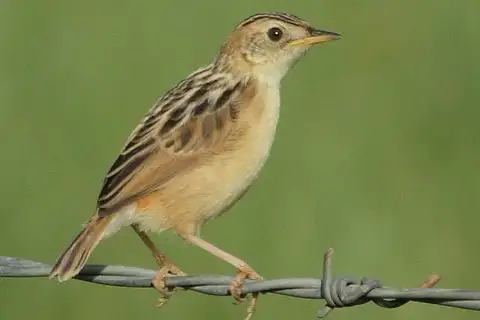Wing-snapping Cisticola