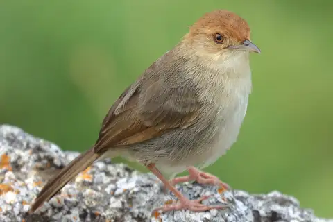 Huambo Cisticola