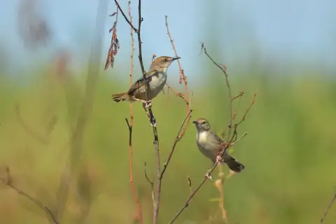 Kilombero Cisticola