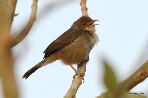 Boran Cisticola