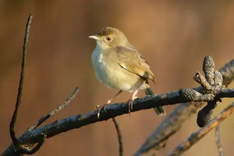 Short-winged Cisticola