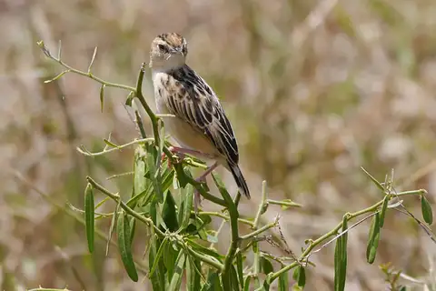 Pectoral-patch Cisticola