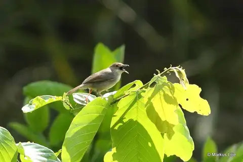 Bubbling Cisticola