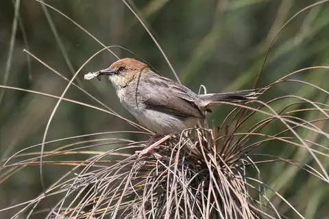Carruthers's Cisticola