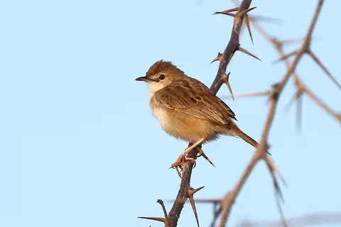 Madagascar Cisticola