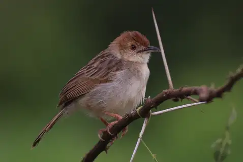 Rattling Cisticola