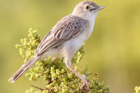 Ashy Cisticola