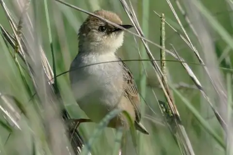 Pale-crowned Cisticola