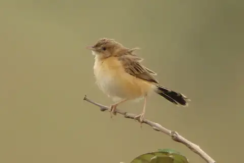 Dambo Cisticola