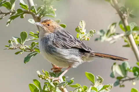 Lynes's Cisticola