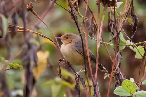 Red-faced Cisticola