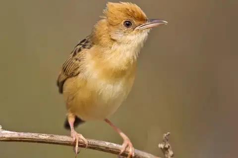 Golden-headed Cisticola