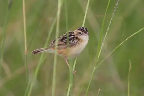 Black-backed Cisticola