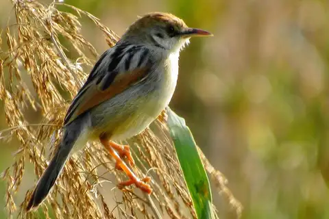 Rufous-winged Cisticola