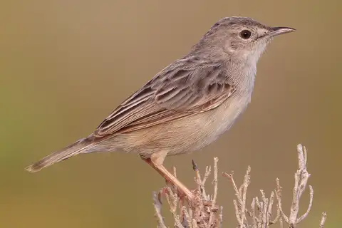 Socotra Cisticola
