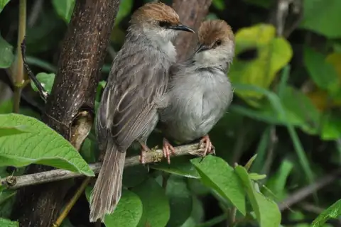Hunter's Cisticola