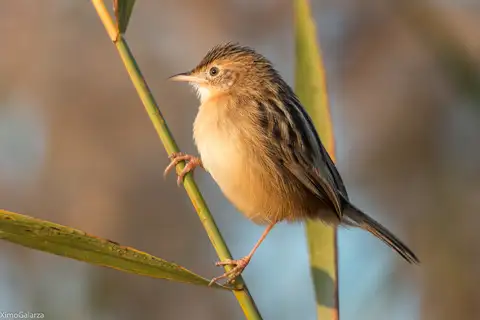Zitting Cisticola