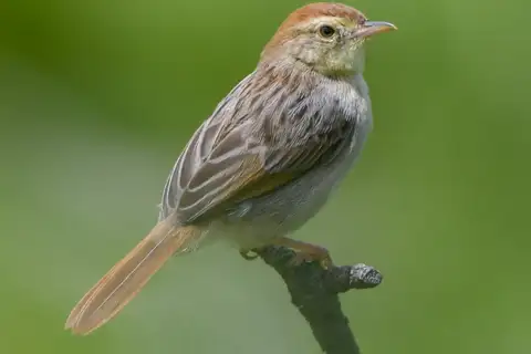 Wailing Cisticola