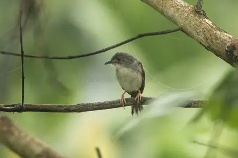 Whistling Cisticola