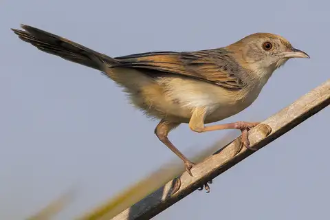 Luapula Cisticola