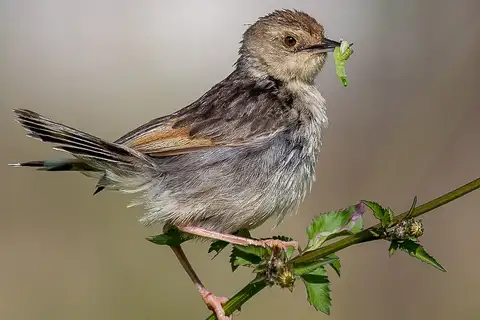 Ethiopian Cisticola