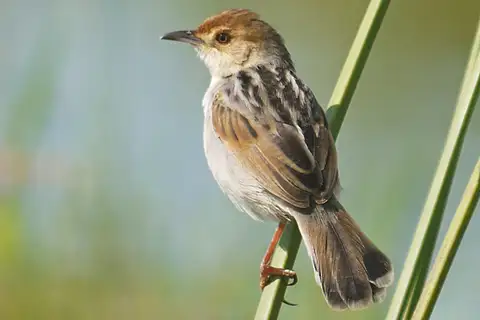 Winding Cisticola