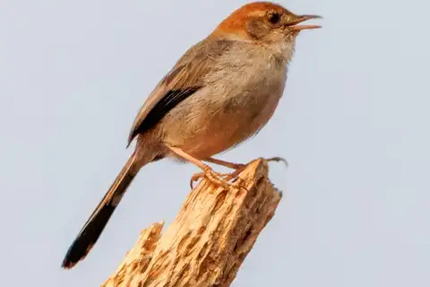 Black-tailed Cisticola
