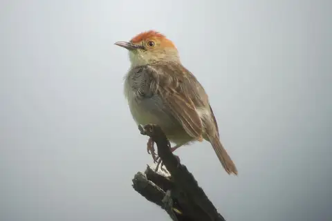 Tiny Cisticola