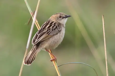 Croaking Cisticola