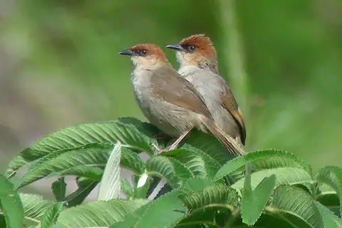 Black-lored Cisticola