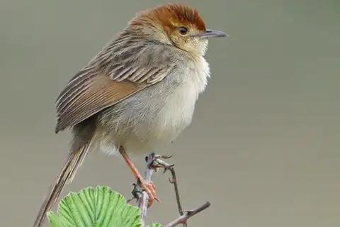 Churring Cisticola