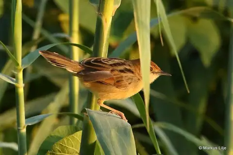 Chirping Cisticola